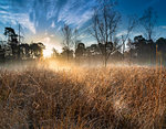 Dawn light over Strensall Common Lowland Heath, Nature Reserve, near York, North Yorkshire, England, United Kingdom, Europe