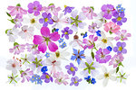Spring flowers, geraniums, borrage, herb, blue, white, pink arranged on white background