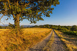 On the Fausto Coppi's roads, white road called Strada Vicinale Montegrande, with Sarezzano in the background, Tortona area, Alessandria, Piedmont, Italy, Europe