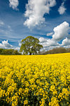 Oak tree set amongst a field of Rapeseed, Congleton, Cheshire, England, United Kingdom, Europe