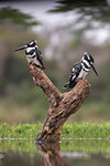 Pied kingfisher, Ceryle rudis, males, Zimanga private game reserve, KwaZulu-Natal, South Africa