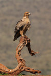 Tawny eagle, Aquila rapax,  Zimanga private game reserve, KwaZulu-Natal, South Africa