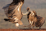 White backed vultures, Gyps africanus, in confrontation, Zimanga private game reserve, KwaZulu-Natal, South Africa