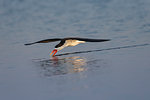 African skimmer, Rynchops flavirostris, fishing, Chobe river, Botswana, Southern Africa