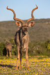 Greater kudu, Tragelaphus strepsiceros, among spring flowers, Addo Elephant national park, Eastern Cape, South Africa