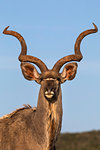 Greater kudu, Tragelaphus strepsiceros,  Addo Elephant national park, Eastern Cape, South Africa