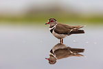 Three-banded plover,  Charadrius tricollaris,  Zimanga private game reserve, KwaZulu-Natal, South Africa September 2018