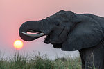 African elephant, Loxodonta africana, at sunset, Chobe river, Botswana, Southern Africa, August 2018