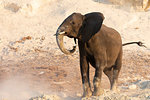 African elephant, Loxodonta africana,  Chobe river, Botswana, Southern Africa