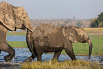 African elephants, Loxodonta africana,  Chobe river, Botswana, Southern Africa