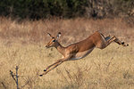 Impala, Aepyceros melampus, running, Chobe national park, Botswana, Southern Africa