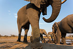 African elephant bulls, Loxodonta africana, at waterhole, Khwai conservancy, Botswana, Southern Africa,