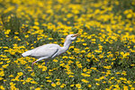 Western cattle egret, Bubulcus ibis, among spring flowers, Addo Elephant national park, Eastern Cape, South Africa