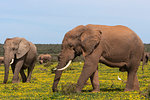 African elephants, Loxodonta africana, in spring flowers, Addo elephant national park, Eastern Cape, South Africa