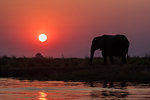 African elephants, Loxodonta africana, at sunset, Chobe river, Botswana, Southern Africa