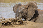 African elephant, Loxodonta africana, bathing, Addo elephant national park, Eastern Cape, South Africa