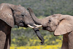 African elephants, Loxodonta africana,  Addo elephant national park, Eastern Cape, South Africa