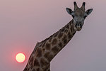 Giraffe, Giraffa camelopardalis, at sunset, Chobe national park, Botswana, Southern Africa