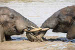 African elephant, Loxodonta africana, bathing, Addo elephant national park, Eastern Cape, South Africa