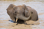 African elephant, Loxodonta africana, bathing, Addo elephant national park, Eastern Cape, South Africa