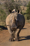 White rhino, Ceratotherium simum,  iMfolozi game reserve, KwaZulu-Natal, South Africa