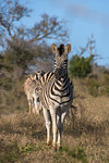 Plains zebra, Equus quagga,  iMfolozi game reserve, KwaZulu-Natal, South Africa