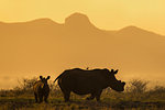 White rhino, Ceratotherium simum, calf and cow, Zimanga private game reserve, KwaZulu-Natal, South Africa