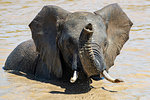 African elephant, Loxodonta africana, bathing, Addo elephant national park, Eastern Cape, South Africa