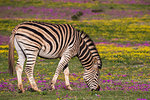 Plains zebra, Equus quagga, grazing spring flowers, Addo Elephant national park, Eastern Cape, South Africa