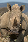 White rhino, Ceratotherium simum, with redbilled oxpeckers, iMfolozi game reserve, KwaZulu-Natal, South Africa