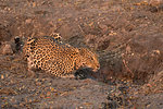 Leopard, Panthera pardus, female at water, Chobe national park, Botswana, Southern Africa