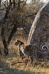 Pregnant leopard, Panthera pardus,  Khwai conservancy, Botswana, Southern Africa