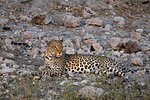 Leopard, Panthera pardus, female, Chobe national park, Botswana, Southern Africa