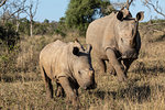 White rhinos, Ceratotherium simum,  iMfolozi game reserve, KwaZulu-Natal, South Africa