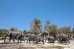 African elephants, Loxodonta africana,  Chobe national park, Botswana, Southern Africa