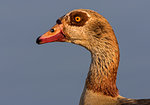 Egyptian goose against blue sky, side view portrait, Kruger National Park, South Africa