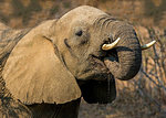 African elephant by drinking, side view, Kruger National Park, South Africa