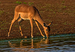 Impala drinking at watering hole, side view, Kruger National Park, South Africa