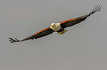 African fish eagle flying mid air, front view, Kruger National Park, South Africa