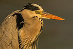 Hunched grey heron, close up side view, Kruger National Park, South Africa