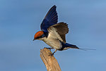 Wire-tailed swallow perching on fencepost, side view, Kruger National park, South Africa