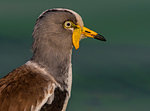 White-crowned lapwing, close up side view, Kruger National Park, South Africa