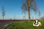 Cow in a pasture early in the morning, bulb fields and wind turbines in the background, Nagele, Flevoland, Netherlands