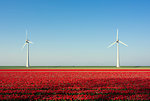 Red bulb fields in spring, wind turbines on a dyke in background, Nagele, Flevoland, Netherlands