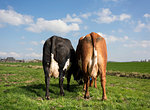 Two cows in pasture in spring, rear view, Wyns, Friesland, Netherlands