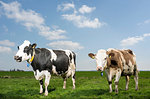 Two cows in pasture in spring, animal portrait, Wyns, Friesland, Netherlands