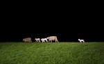 Sheep and their lambs on dyke at night, Holwerd, Friesland, Netherlands