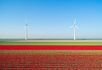 Wind turbines on dyke, fields with tulips in the foreground, elevated view, Top, Flevoland, Netherlands