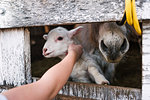 Girl petting spring lamb through gap in pen, cropped