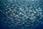 Mackerel baitballs underwater, Punta Baja, Baja California, Mexico